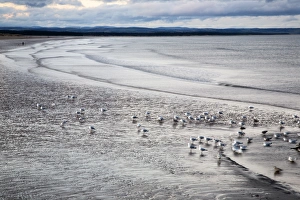 Large Group Of Animals Prints: West Sands at dusk, St Andrews, Fife, Scotland