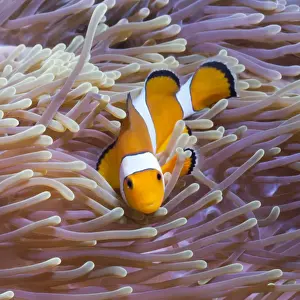 Fishes Prints: Western clown anemonefish (Amphiprion ocellaris) and sea anemone (Heteractis magnifica)