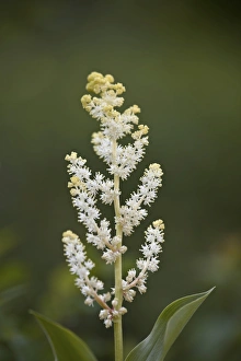 Glacier National Park Gallery: Western false Solomons seal (false Solomons seal) (Solomons plume) (treacleberry) (false spikenard)