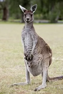 Images Dated 13th October 2009: Western gray kangaroo (Macropus fuliginosus) with joey in pouch, Yanchep National Park