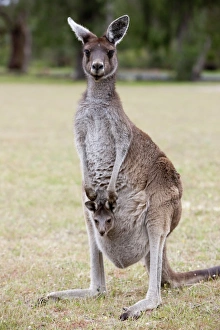 Images Dated 13th October 2009: Western gray kangaroo (Macropus fuliginosus) with joey in pouch, Yanchep National Park