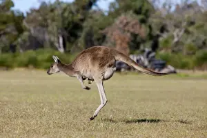Marsupial Prints: Western gray kangaroo (Macropus fuliginosus) with joey in pouch, Yanchep National Park