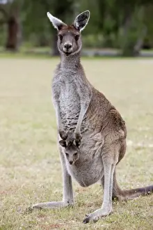 Western gray kangaroo (Macropus fuliginosus) with joey in pouch, Yanchep National Park