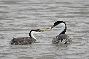 Images Dated 11th February 2009: Western grebe (Aechmophorus occidentalis) courtship, Bear River Migratory Bird Refuge