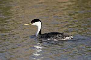 Images Dated 12th February 2009: Western grebe (Aechmophorus occidentalis) swimming, Bear River Migratory Bird Refuge