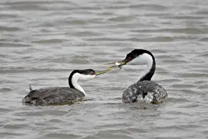 Courtship Prints: Western grebe (Aechmophorus occidentalis) courtship, Bear River Migratory Bird Refuge