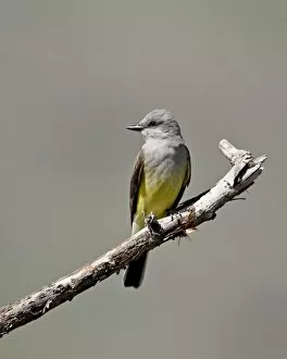 Western kingbird (Tyrannus verticalis), Okanogan County, Washington State