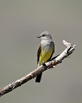 Images Dated 22nd February 2009: Western kingbird (Tyrannus verticalis), Okanogan County, Washington State
