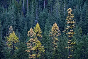 Autumn Gallery: Western larch (Larix occidentalis) in the fall, Mount Hood National Forest, Oregon