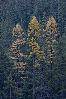 Western larch (Larix occidentalis) in the fall, Mount Hood National Forest, Oregon, United States of America, North America