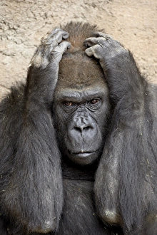Images Dated 17th April 2009: Western lowland gorilla (Gorilla gorilla gorilla) in captivity, Rio Grande Zoo