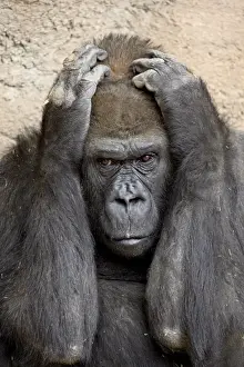 Primates Prints: Western lowland gorilla (Gorilla gorilla gorilla) in captivity, Rio Grande Zoo