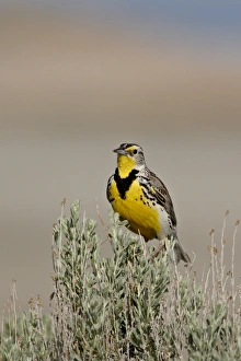 Images Dated 10th February 2009: Western meadowlark (Sturnella neglecta), Antelope Island State Park, Utah
