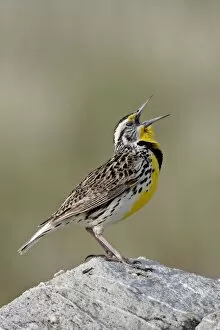 Images Dated 11th February 2009: Western meadowlark (Sturnella neglecta) calling, Antelope Island State Park