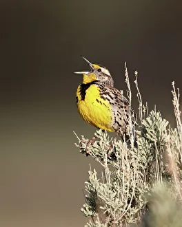 Foreground Focus Gallery: Western meadowlark (Sturnella neglecta) singing, Yellowstone National Park, Wyoming