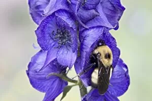 Images Dated 21st July 2007: Western monkshood or Aconite (Aconitum columbianum) with a bumble bee, Yankee Boy Basin