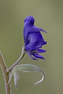 Images Dated 18th July 2010: Western monkshood (aconite) (Aconitum columbianum), Gunnison National Forest
