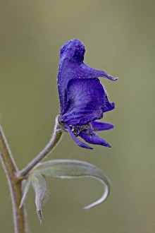 Wild Flowers Prints: Western monkshood (aconite) (Aconitum columbianum), Gunnison National Forest