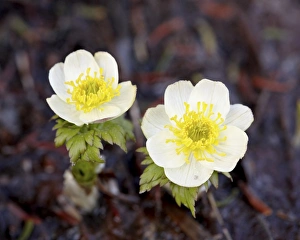 Glacier National Park Gallery: Western pasqueflower (Anemone occidentalis), Glacier National Park, Montana