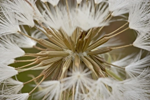 Western salsify (goatsbeard) (Tragopogon dubius) seedhead, Glacier National Park Western salsify (goatsbeard) (Tragopogon dubius) seedhead, Glacier National Park