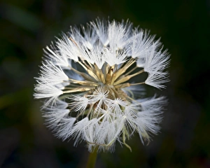 Western salsify (goatsbeard) (Tragopogon dubius) seedhead, Glacier National Park Western salsify (goatsbeard) (Tragopogon dubius) seedhead, Glacier National Park