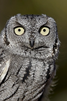 Images Dated 23rd November 2009: Western screech-owl (Megascops kennicottii) in captivity, Arizona Sonora Desert Museum
