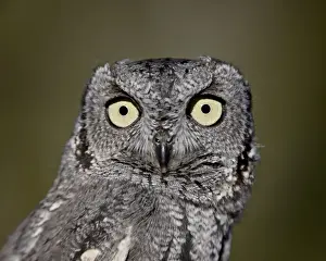 Western Screech-Owl (Megascops kennicottii) in captivity, Arizona Sonora Desert Museum