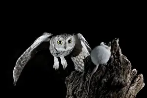 Black Background Prints: Western screech-owl (Megascops kennicottii) in flight, The Pond, Amado