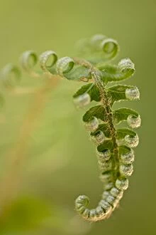 Images Dated 28th May 2009: Western sword fern (Polystichum munitum), Cathedral Grove, MacMillan Provincial Park