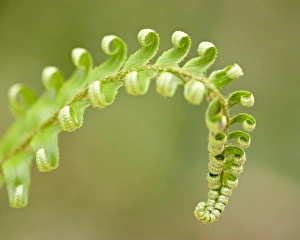 Images Dated 28th May 2009: Western sword fern (Polystichum munitum) tip, Cathedral Grove, MacMillan Provincial Park