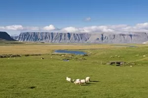 Images Dated 11th June 2009: Westfjord scenery, Iceland, Polar Regions