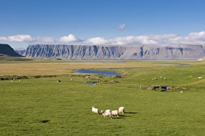 Images Dated 11th June 2009: Westfjord scenery, Iceland, Polar Regions
