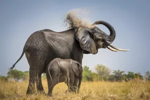 wet african elephant loxodonta africana calf showering sand