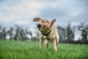 Canine Prints: Wet labrador shaking off, United Kingdom, Europe