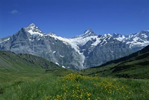 Schreckhorn Prints: The Wetterhorn and Schreckhorn viewed from First in