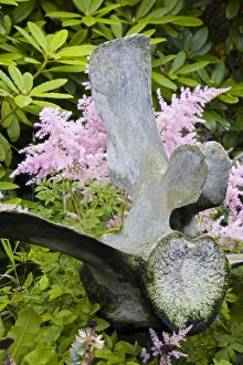 Torshavn Prints: Whale bone in garden, City of Torshavn, Faroe Islands (Faeroes), Kingdom of Denmark