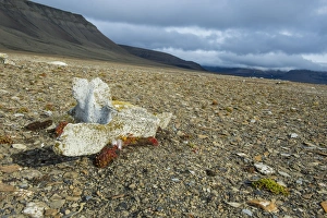 Bone Prints: Whale bone on the shore of Diskobukta, Svalbard, Arctic