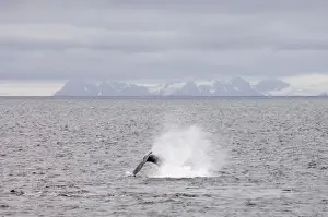 Livingston Island Prints: Whale near Livingston Island, South Shetland Islands, Antarctica, Polar Regions