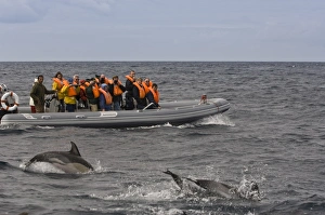 Azores Prints: Whale and porpoise watching, San Miguel, Azores, Portugal, Atlantic, Europe