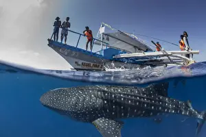 Sea Life Prints: Whale shark (Rhincodon typus) below a banca boat in Honda Bay, Palawan, The Philippines