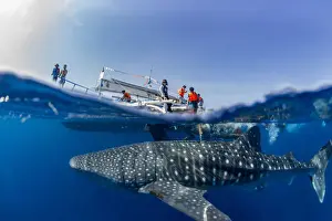 Whale shark (Rhincodon typus) below a banca boat in Honda Bay, Palawan, The Philippines