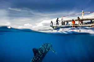 Puerto Princesa Prints: Whale shark (Rhincodon typus) beneath a banca tour boat in Honda Bay, Palawan