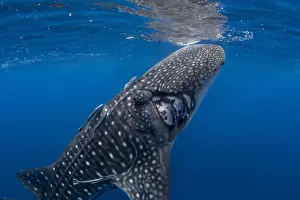 Sea Life Prints: Whale shark (Rhincodon typus) with boat propeller injury, Honda Bay, Palawan