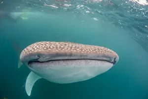 Whale shark (Rhincodon typus) filter feeding underwater off El Mogote, near La Paz