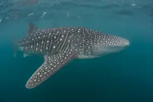 La Paz Prints: Whale shark (Rhincodon typus), filter feeding underwater off El Mogote, near La Paz