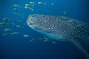 Puerto Princesa Prints: Whale shark (Rhincodon typus) with golden trevally (Gnathanodon speciosus), Honda Bay