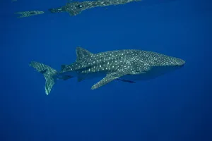 Puerto Princesa Prints: Whale shark (Rhincodon typus), Honda Bay, Palawan, The Philippines, Southeast Asia, Asia