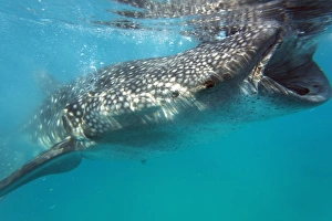 Cebu Prints: Whale shark (Rhincodon typus), Oslob, Cebu, The Visayas, Philippines, Southeast Asia, Asia