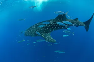 Puerto Princesa Prints: Whale shark (Rhincodon typus) with rainbow runner, Honda Bay, Palawan, The Philippines