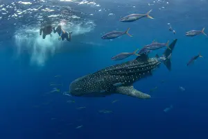 Whale shark (Rhincodon typus) with rainbow runner observed by a tourist and guide